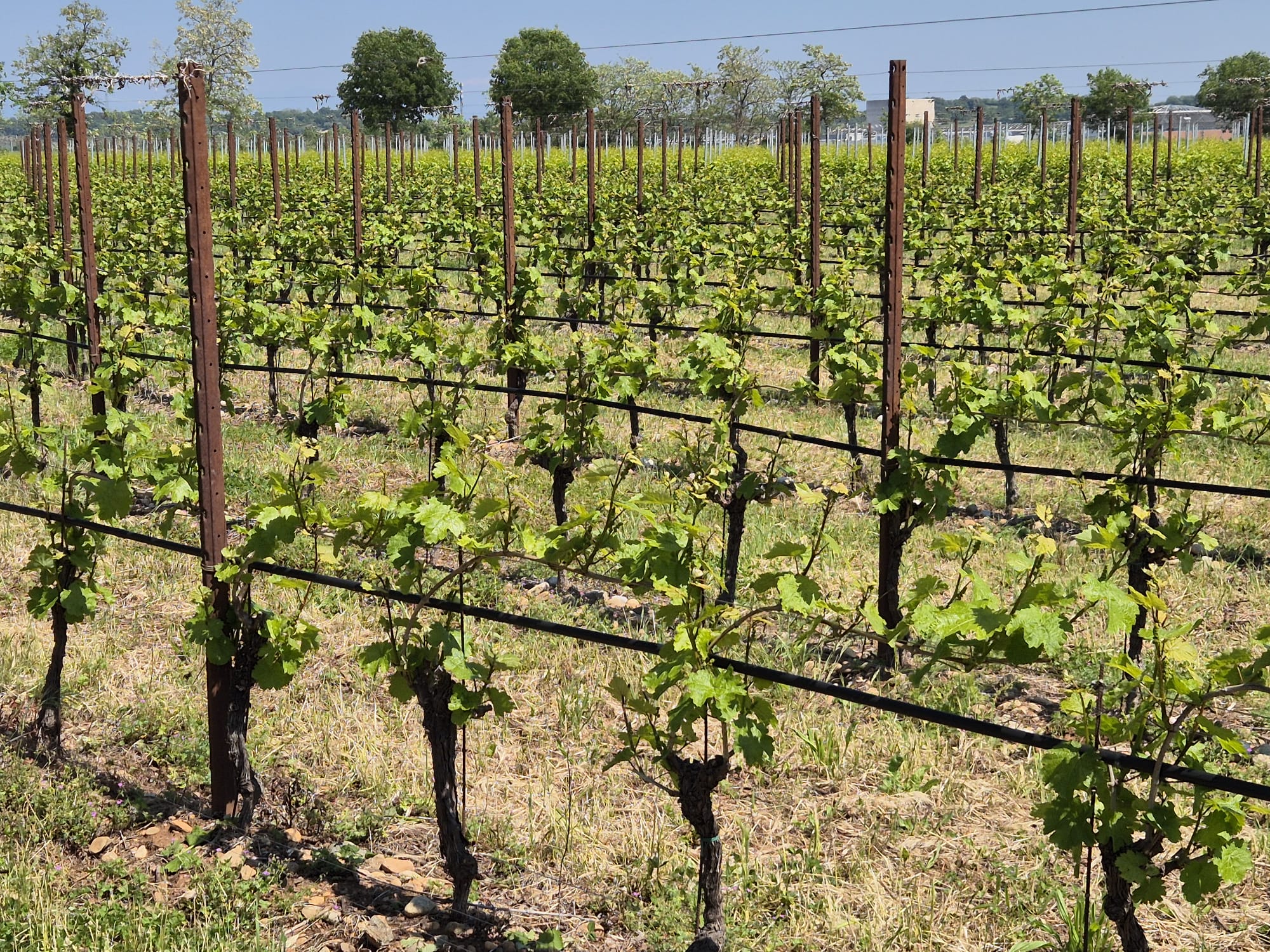 https://eventidelgarda.it/wp-content/uploads/2026/06/cantine-vinicole-.jpeg